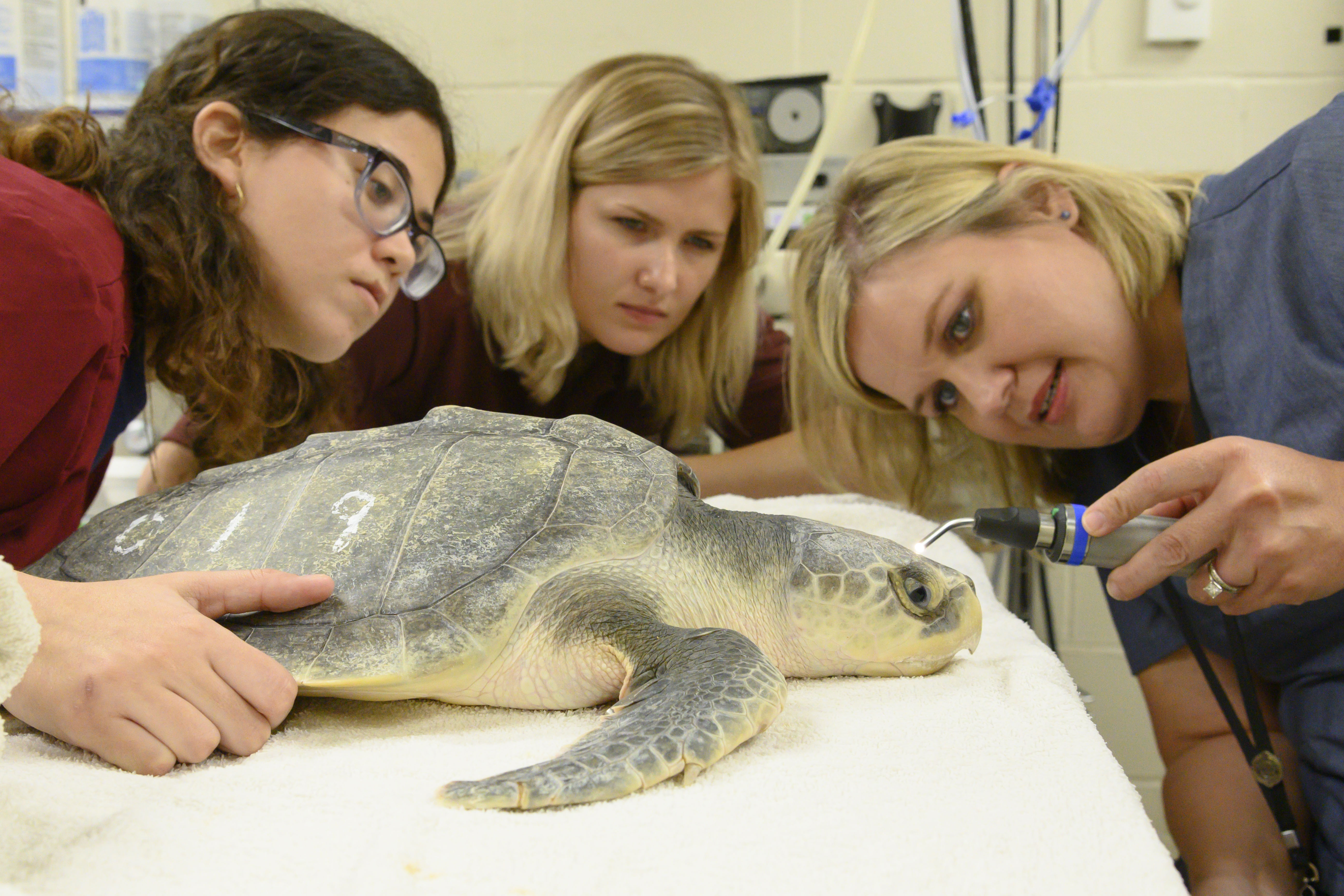 Internships and Residencies Vet Med